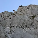 Edelweiss Top21